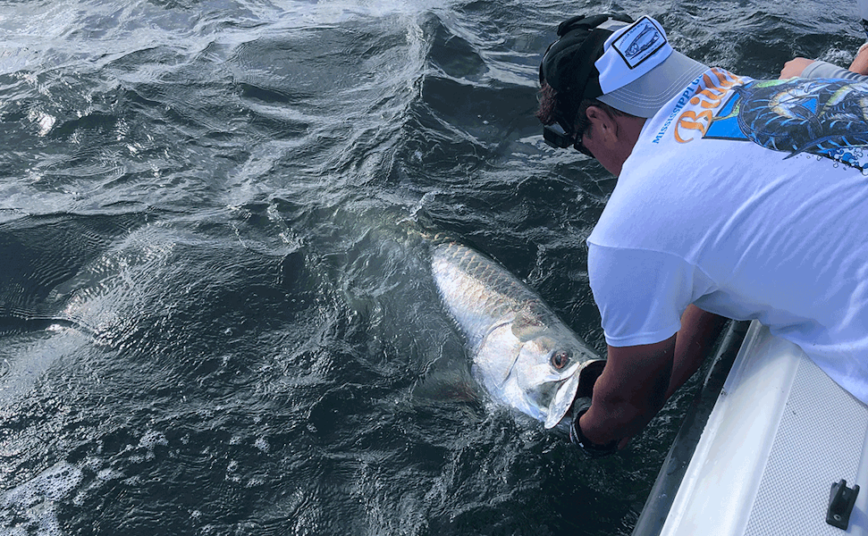 Tarpon