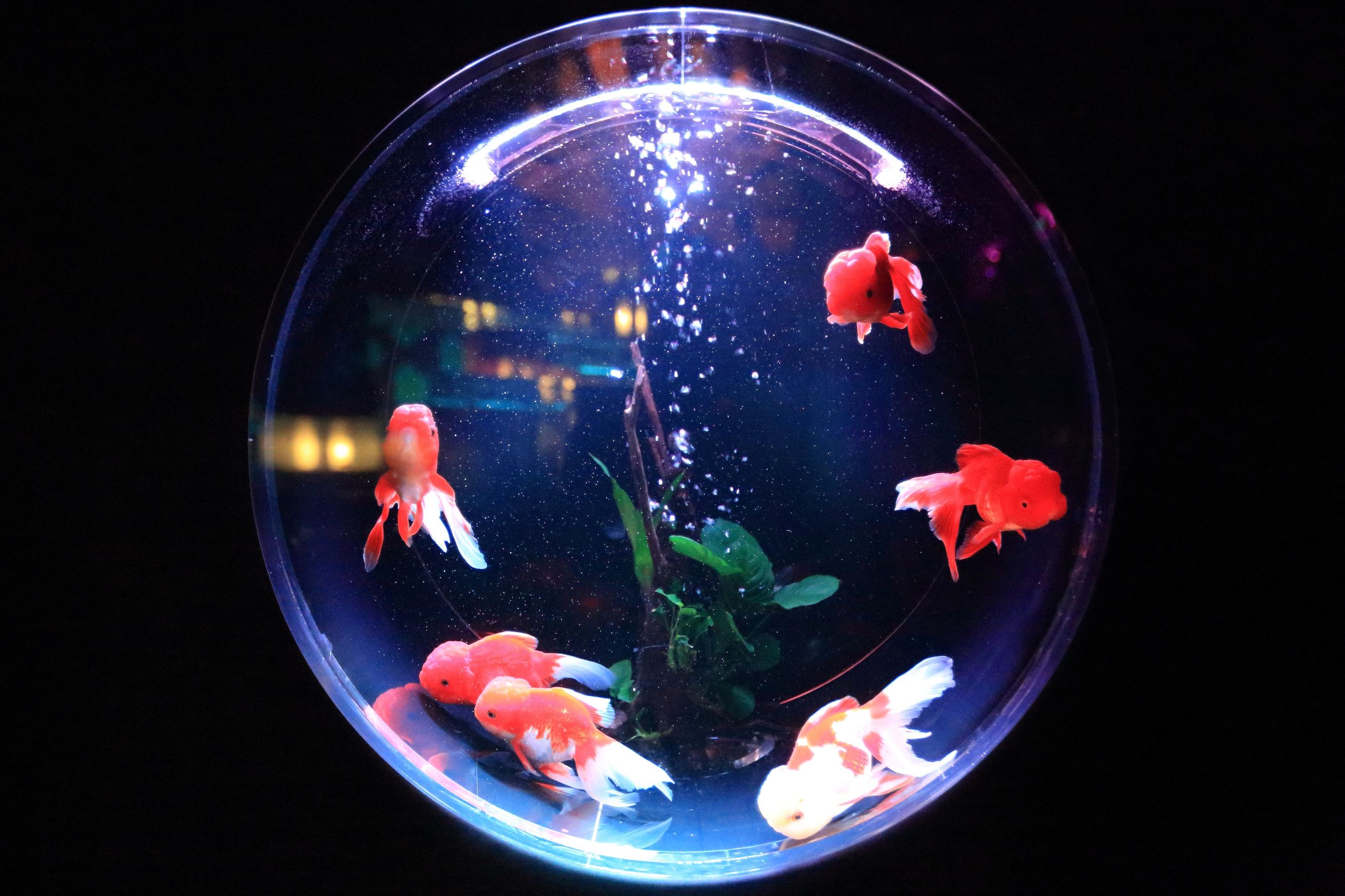 déménagement aquarium