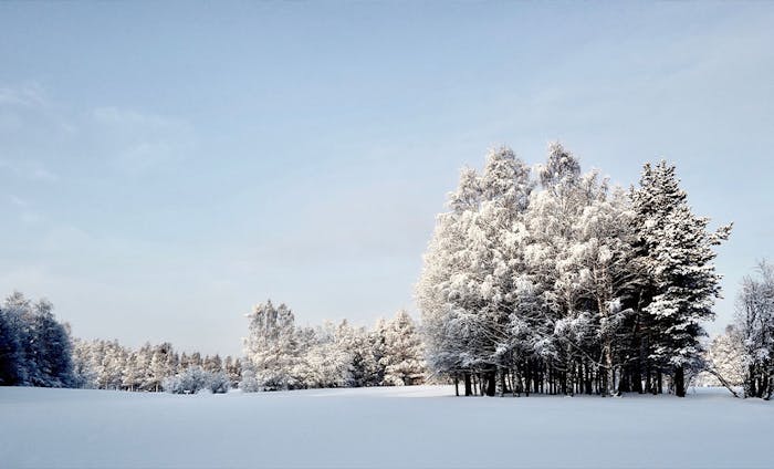 Schnee auf Bäumen  | Movinga