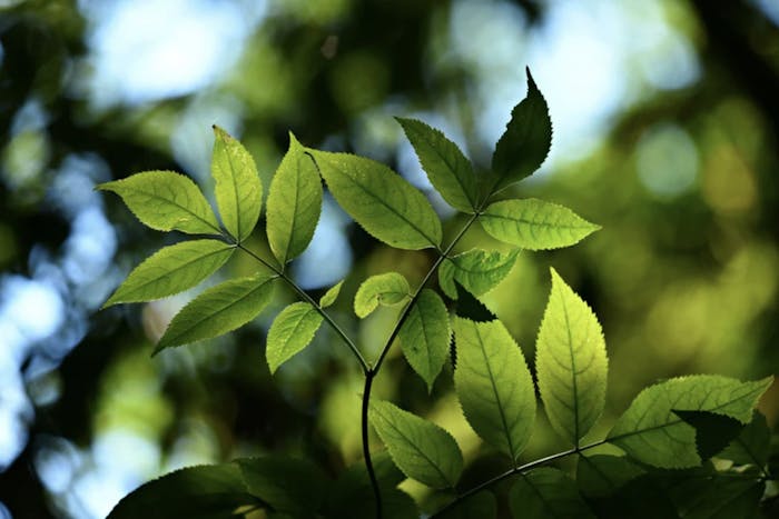 Blatt grün