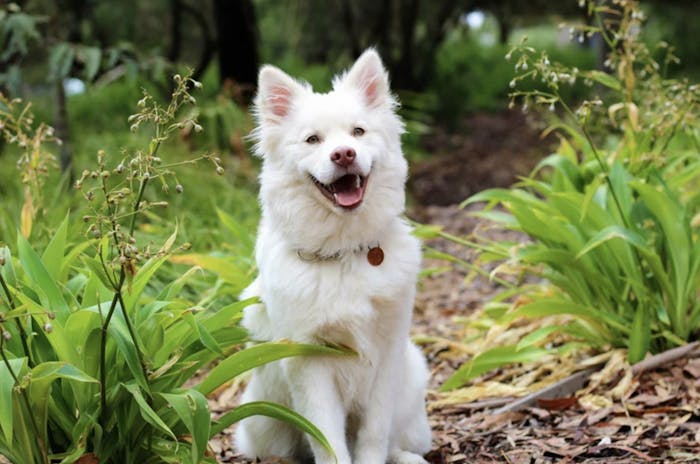 weisser, flauschiger lachender Hund