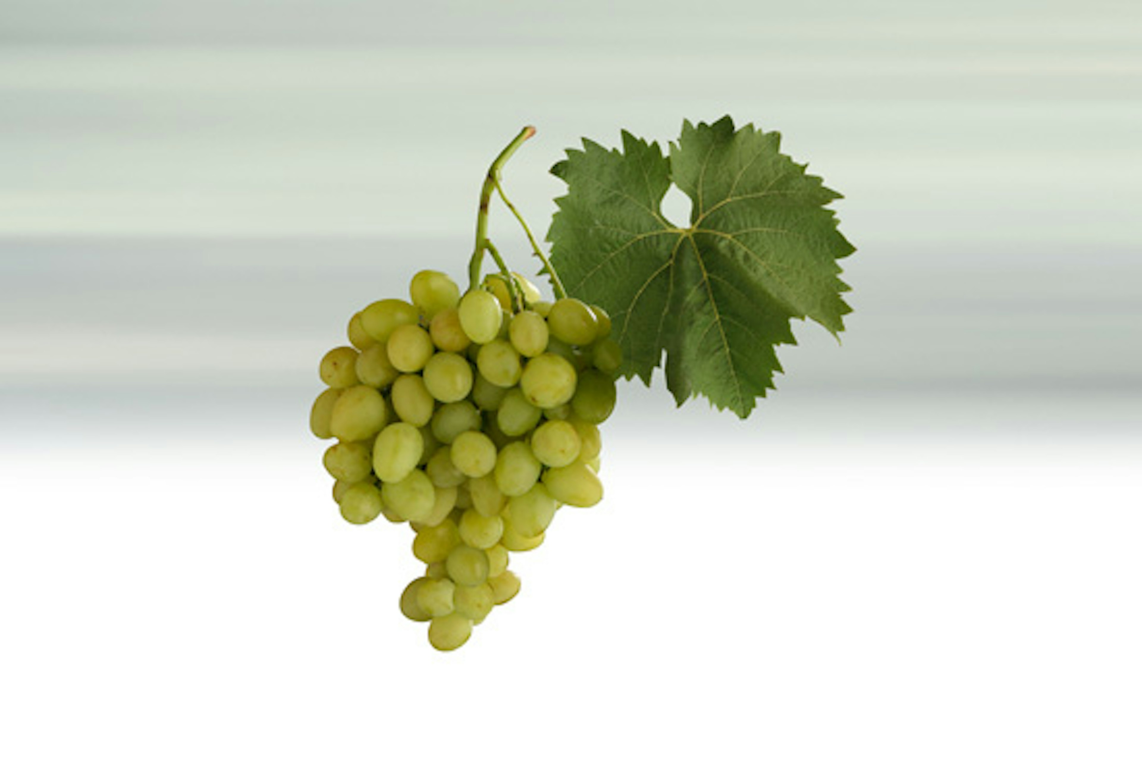 Stolní víno - odrůda Arkadia