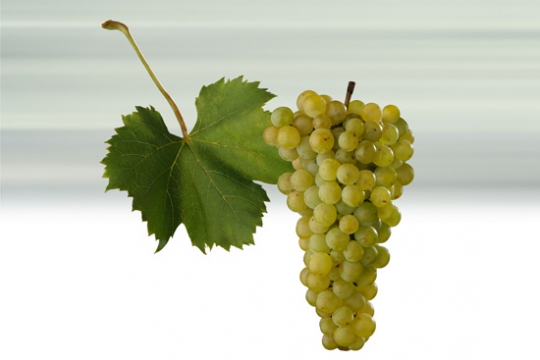 Sauvignon | Vína z Moravy a vína z Čech