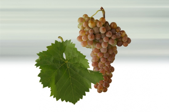 Malverina Vína z Moravy a vína z Čech