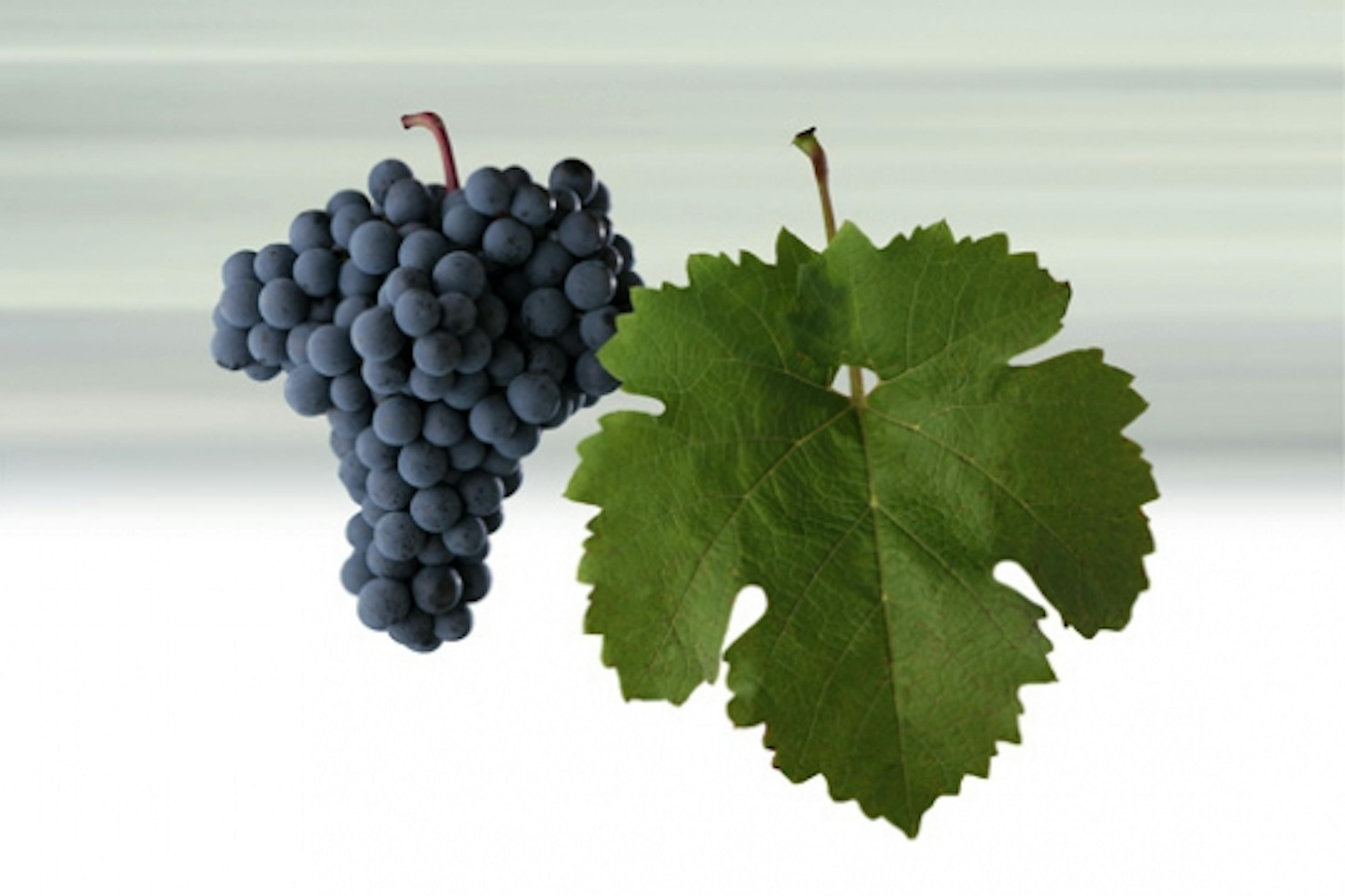 Cabernet moravia