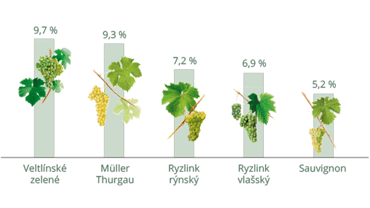 Odrůdy bílých vín v ČR