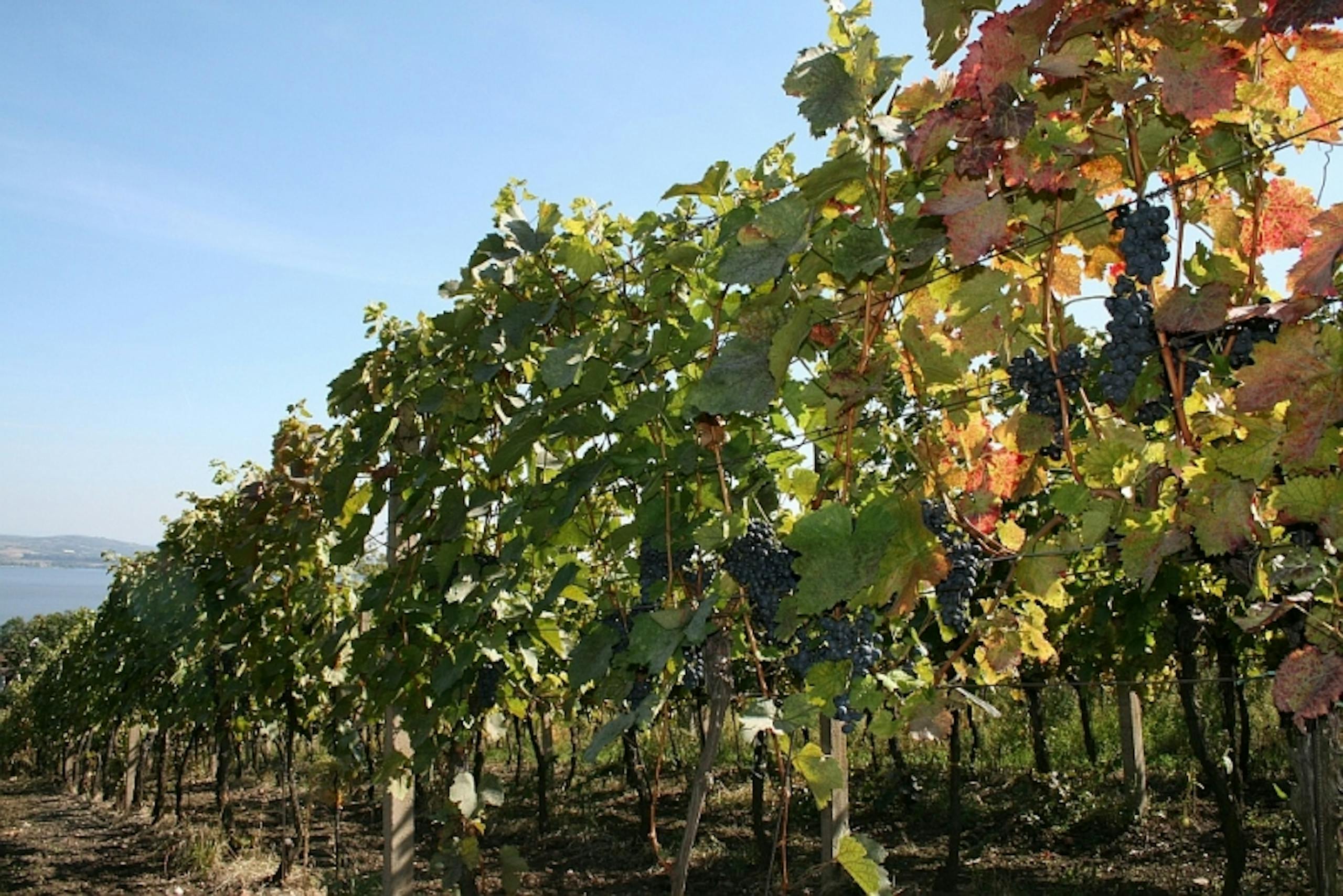 Vinice, červené víno