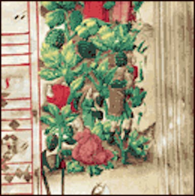 1515 More Detailed Vineyard Rules