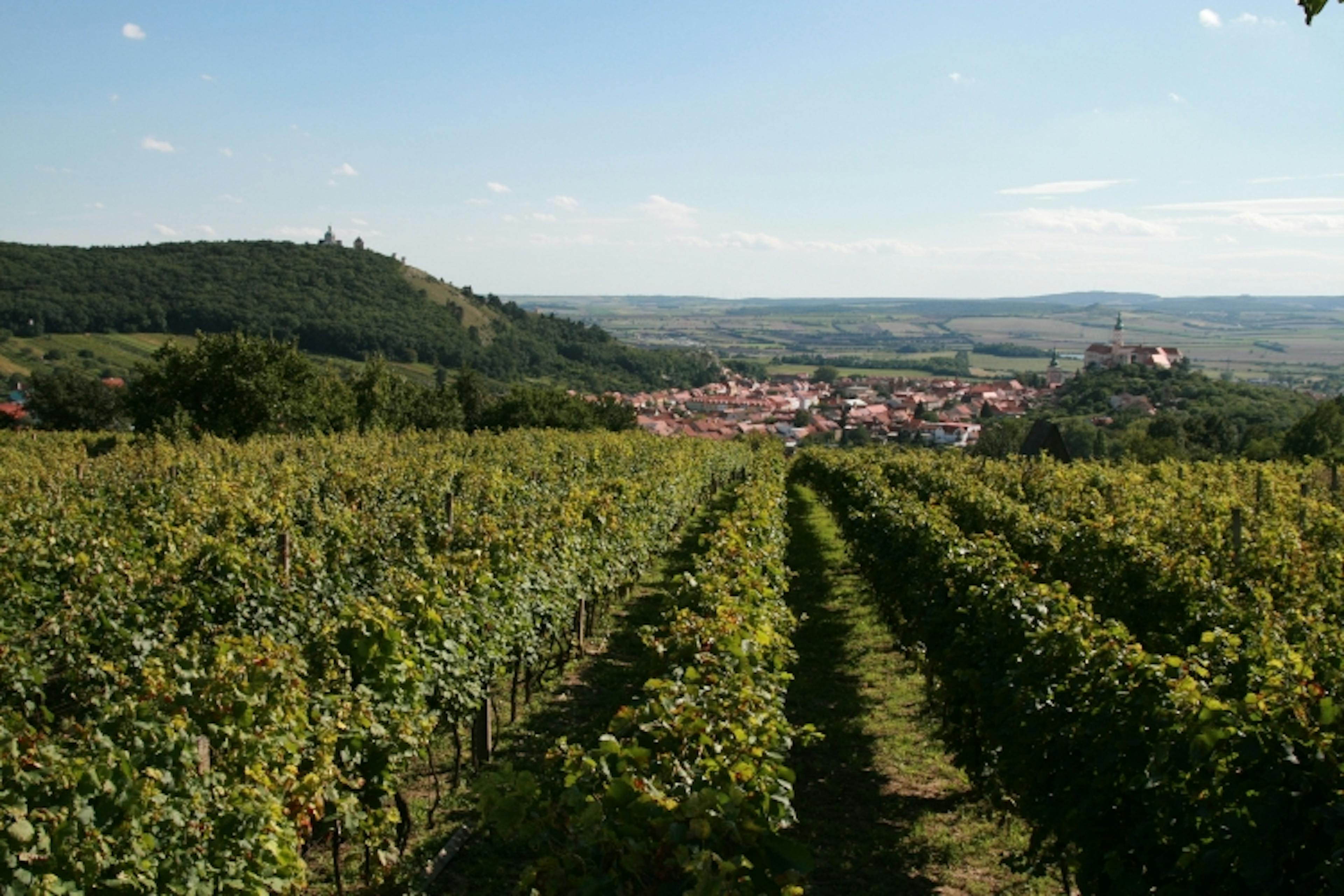 Mikulovsk Vina sk Stezka V na Z Moravy A V na Z ech Mikulovsk Vina sk Stezka V na Z Moravy A V na Z ech