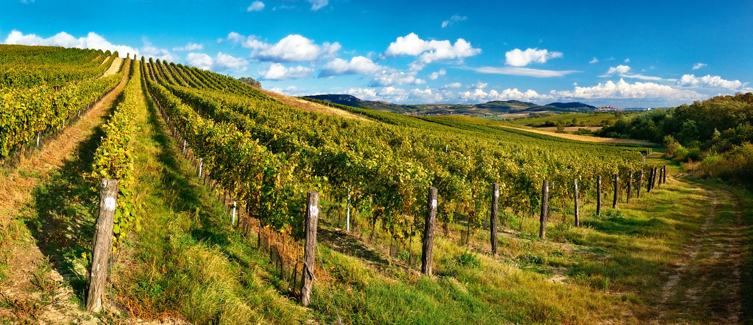 Panorama mikulovské krajiny