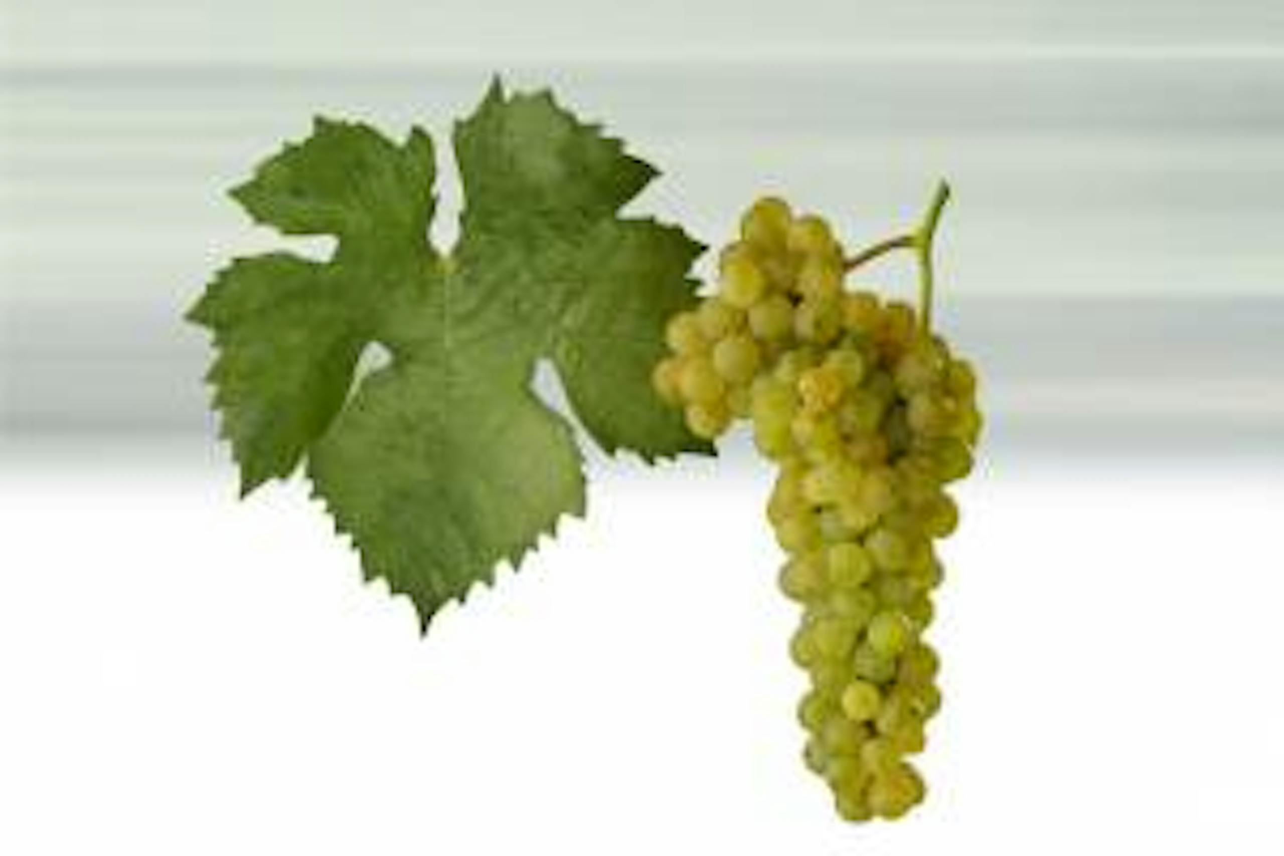 Foto - Müller Thurgau