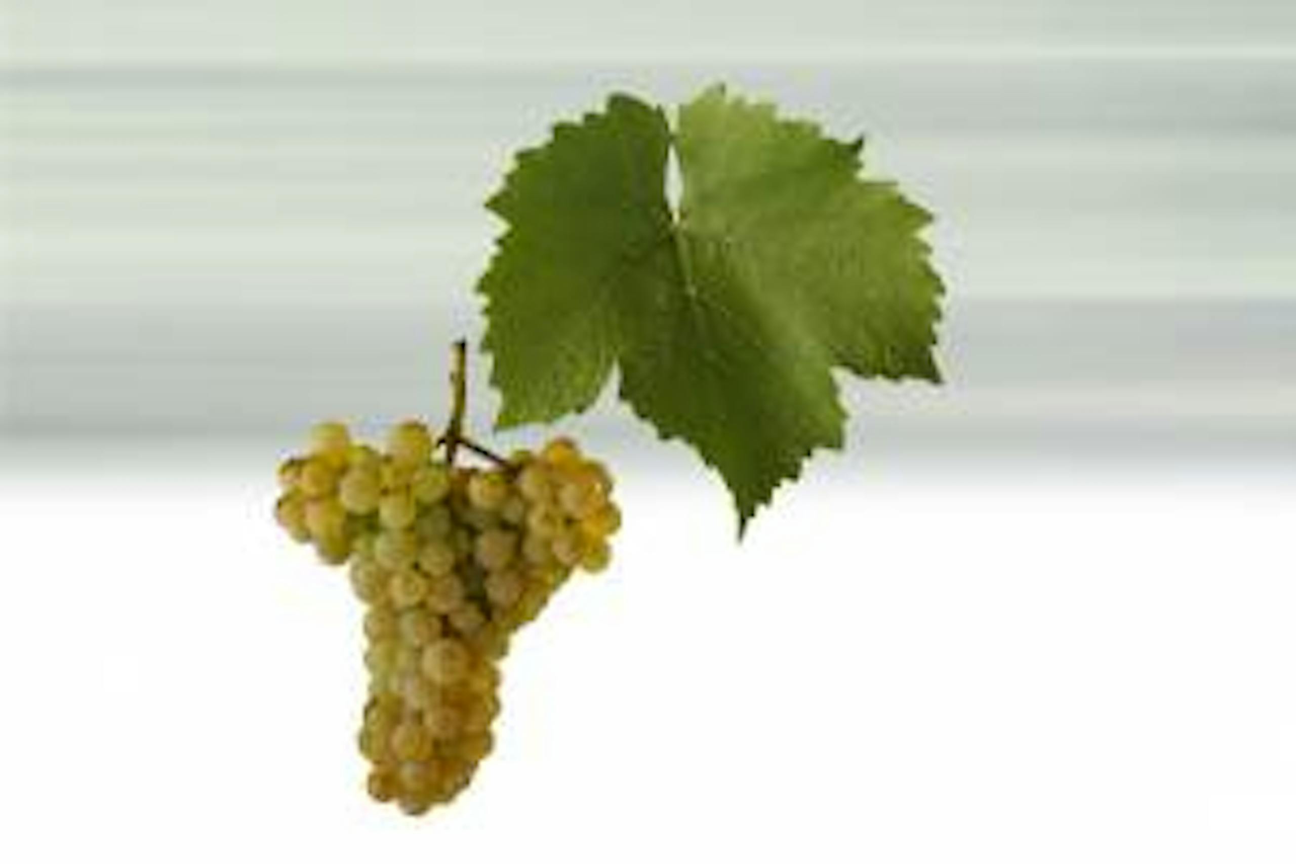 Foto - Auxerrois