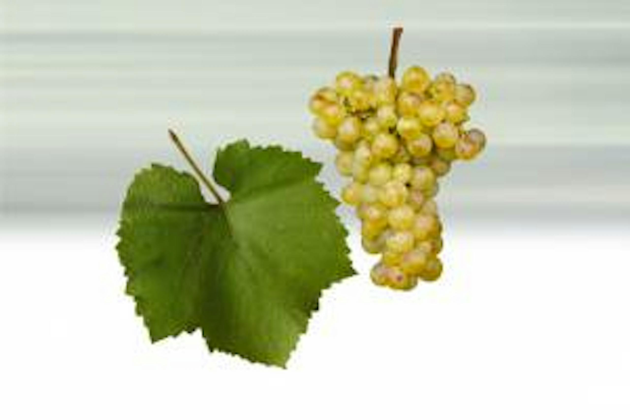 Foto - Chardonnay