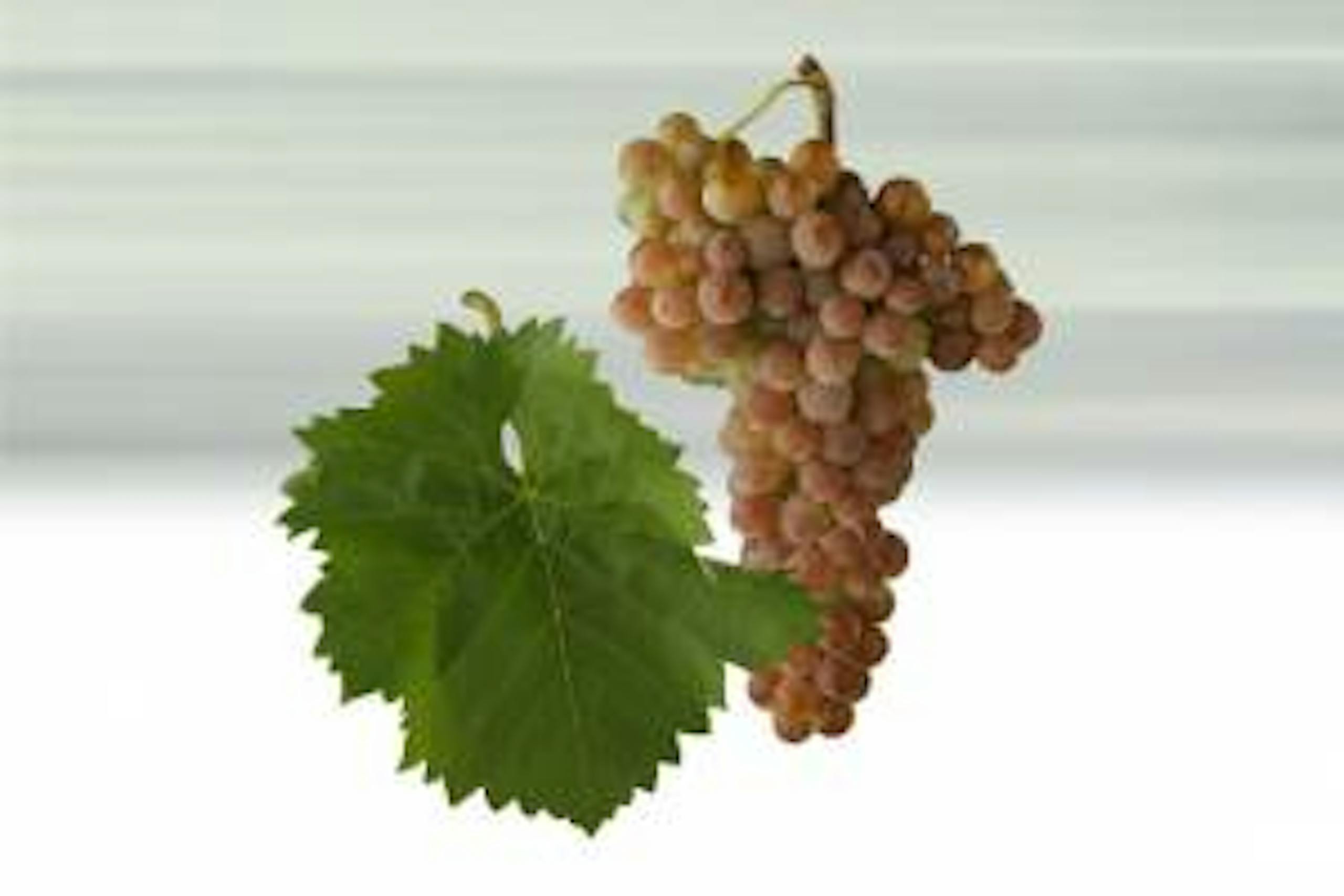 Foto - Malverina