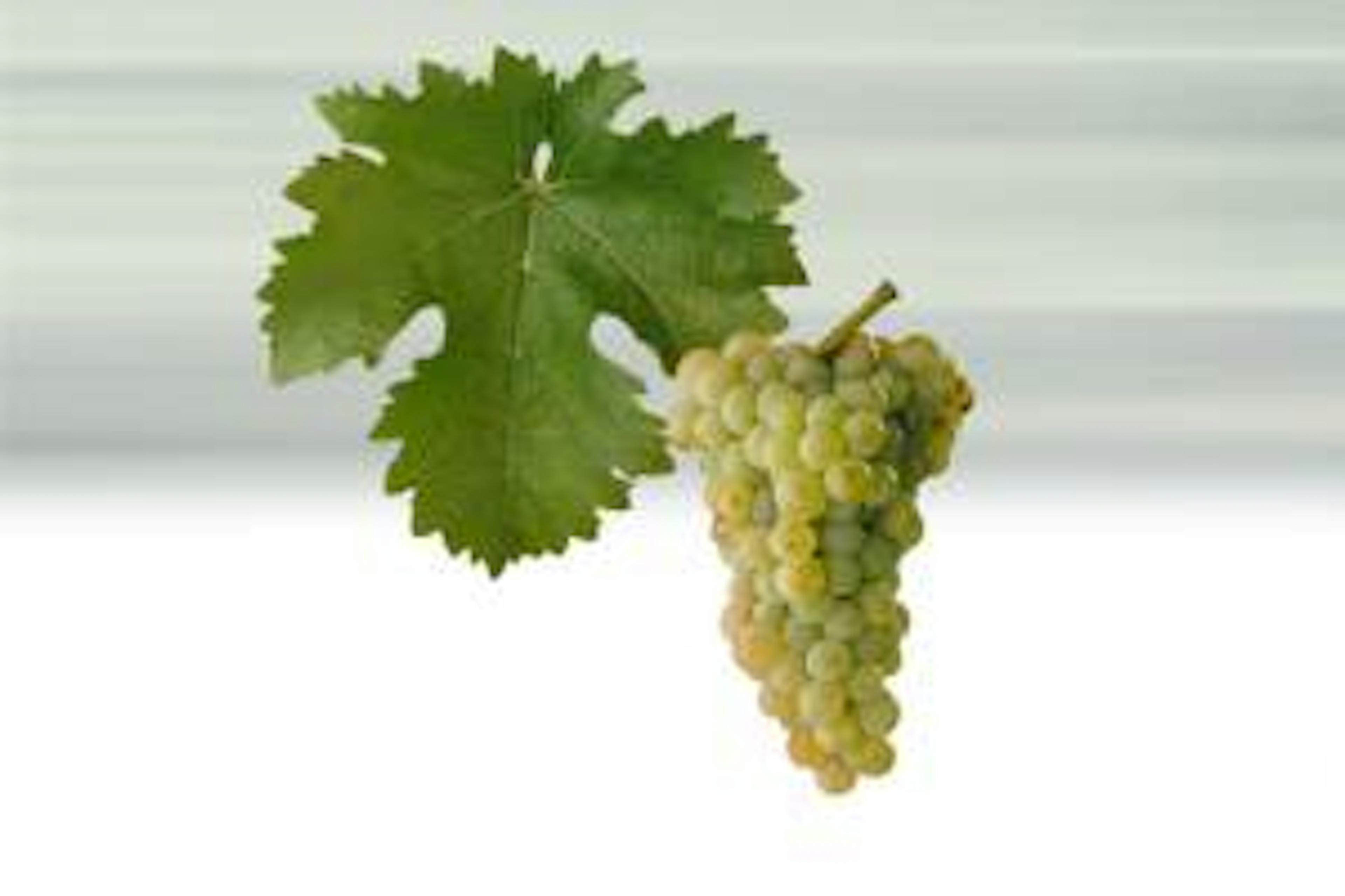 Foto - Sauvignon