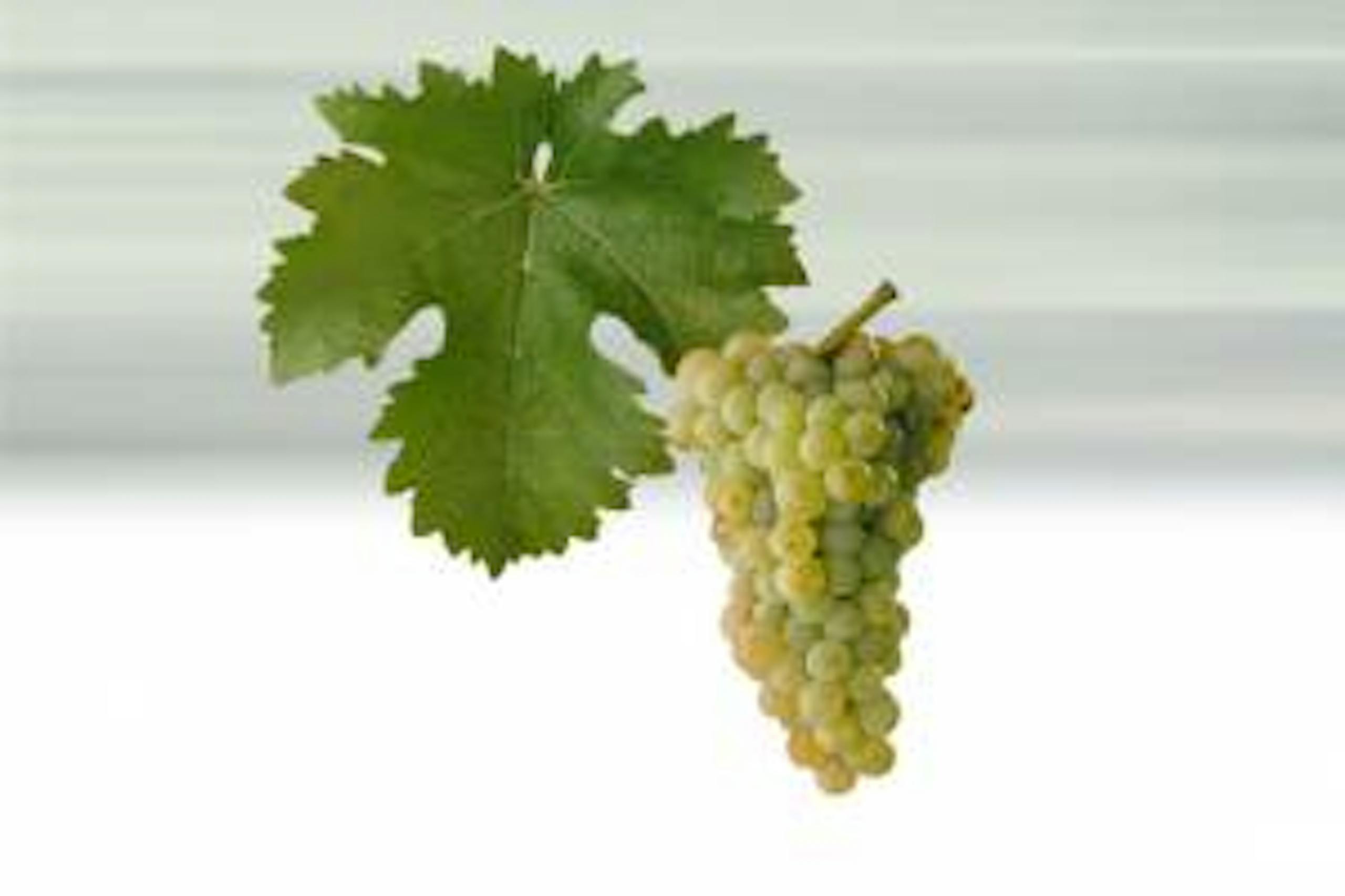 Foto - Sauvignon