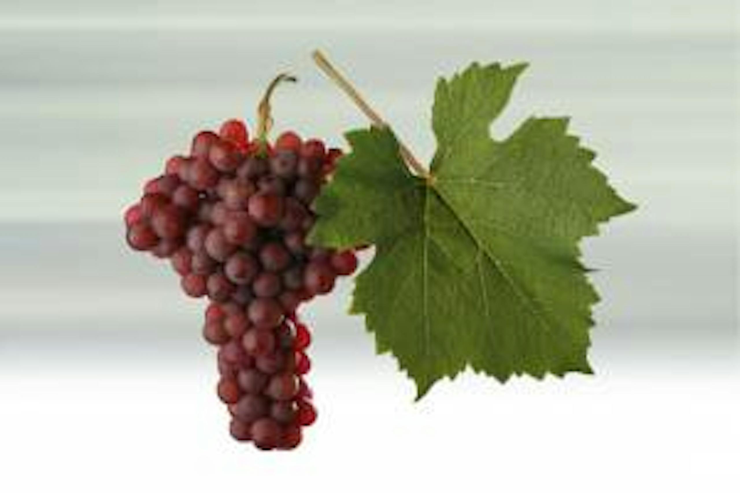 Foto - Vrboska
