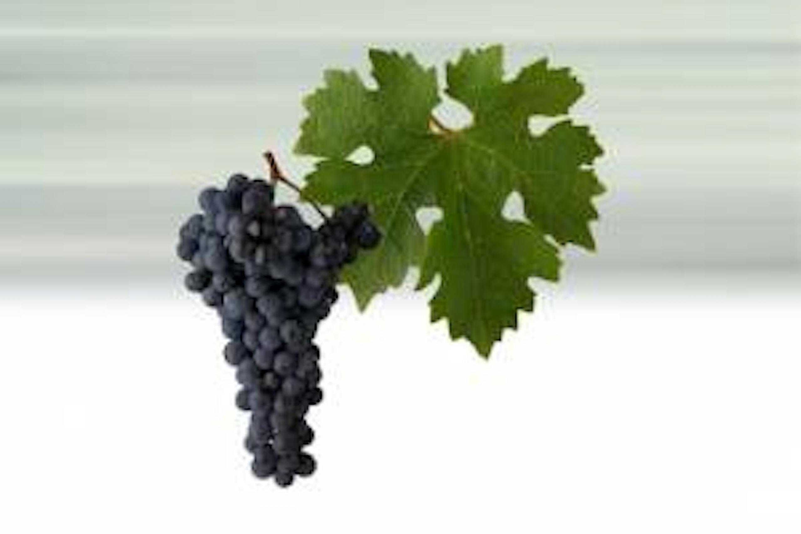 Foto - Cabernet Sauvignon