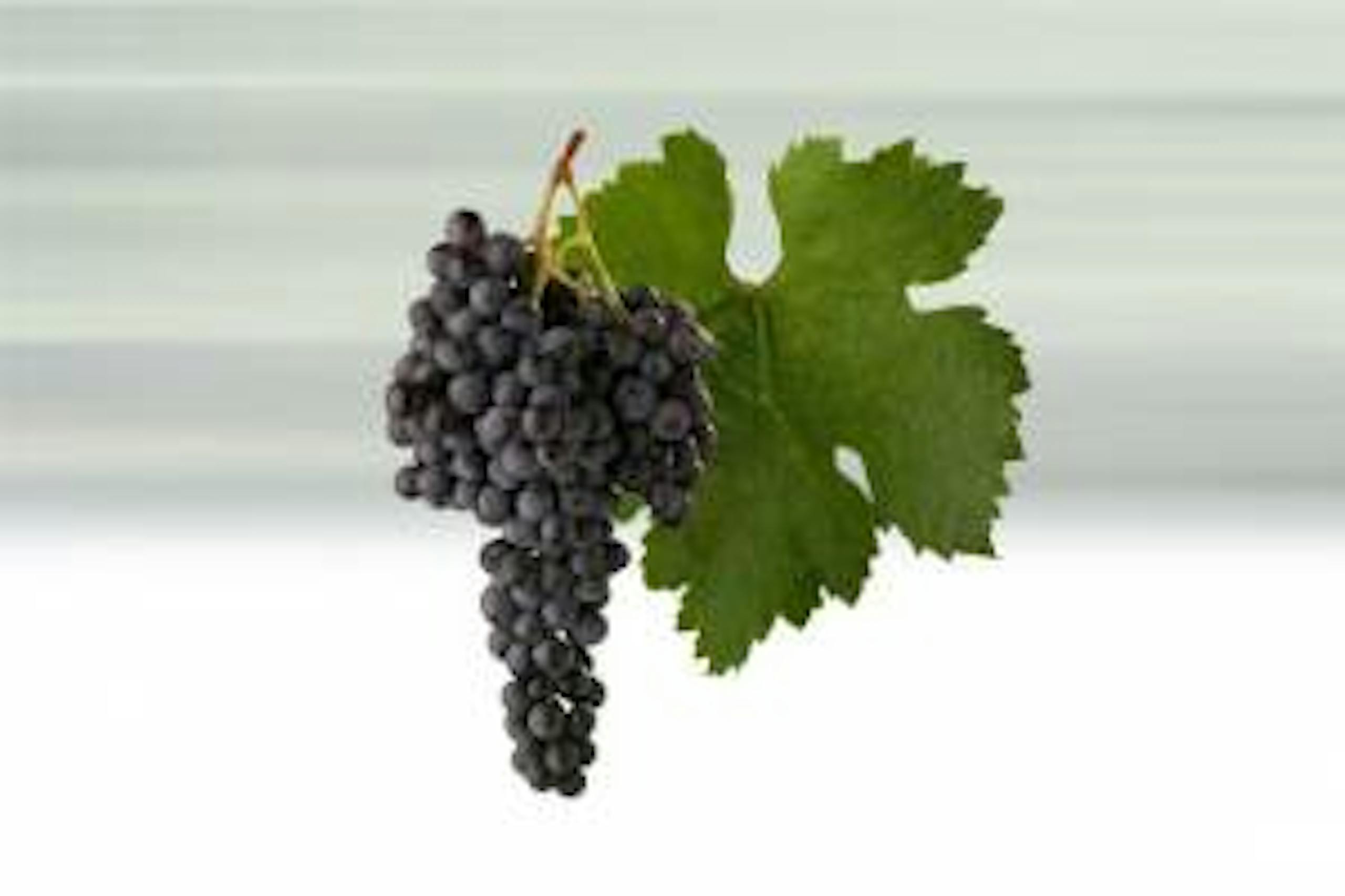 Foto - Merlot