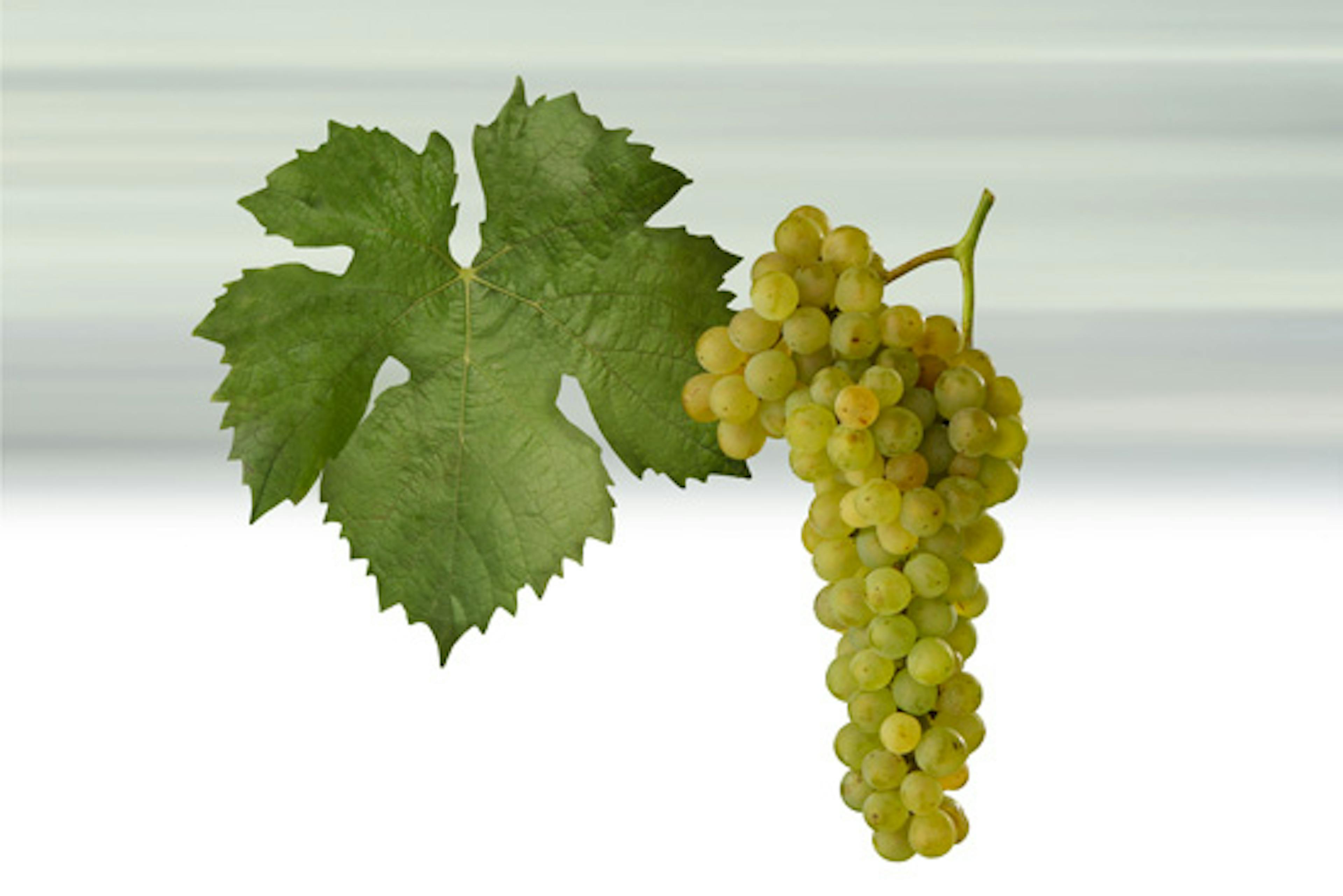 Muller Thurgau