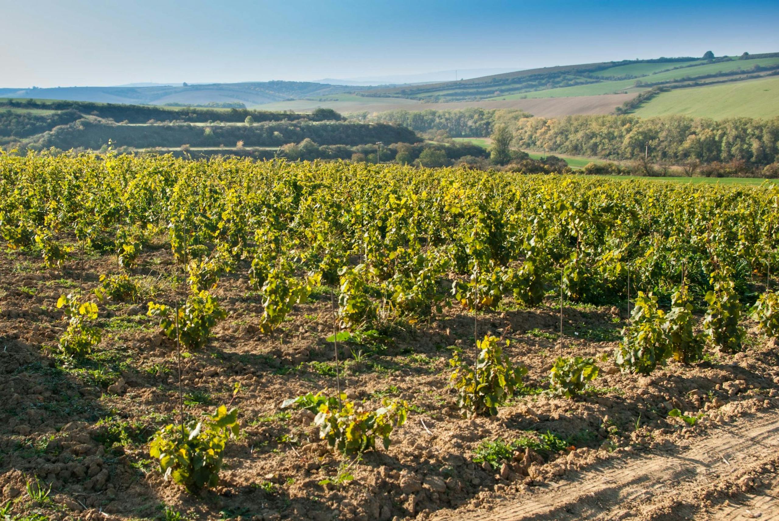 Moravská vinice, červené víno