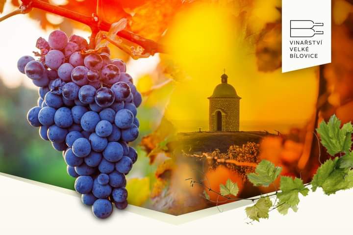 Velkobílovické vinobraní | Velké Bílovice | 30. 9. 2023