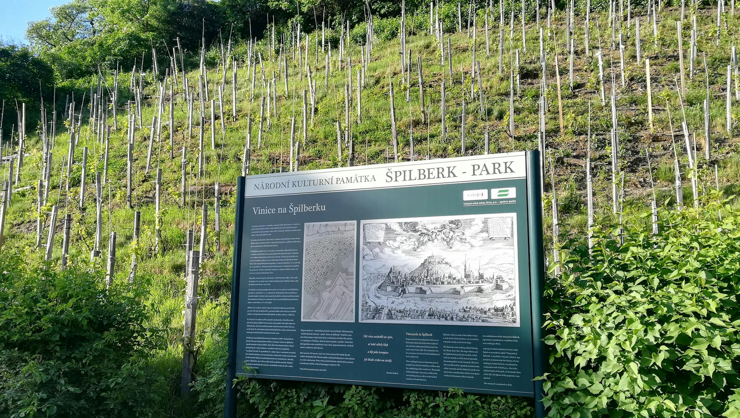 Vinice na Špilberku