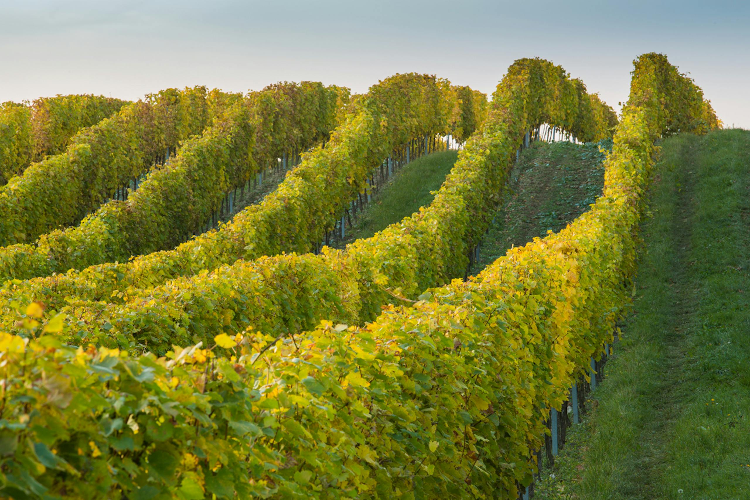 viniční trať Purmice