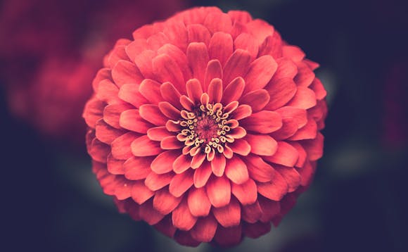 Bakteriell vaginose Symptomer, årsak og behandling