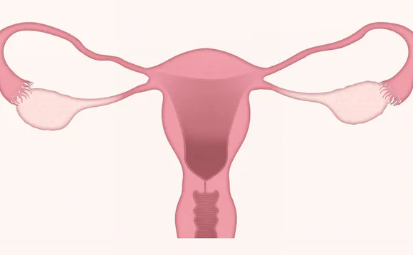 Livmor og eggstokker Livmor og eggstokker