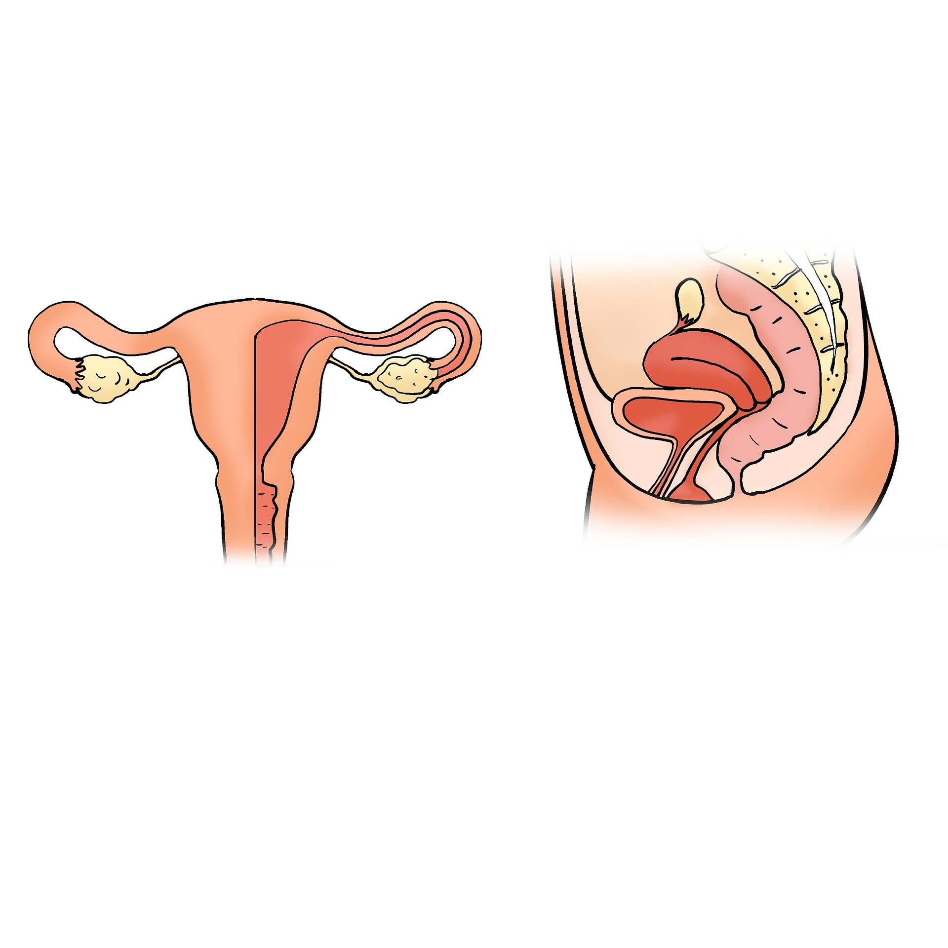 Uterus og ovarier