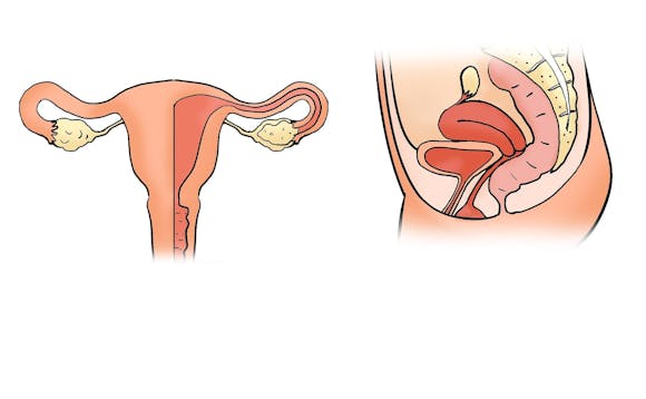 Uterus og ovarier Uterus og ovarier