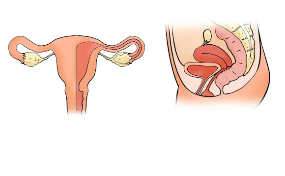 Uterus og ovarier