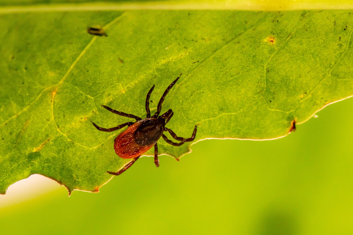 Finnes det vaksine mot borreliose? - Nettlegevakt
