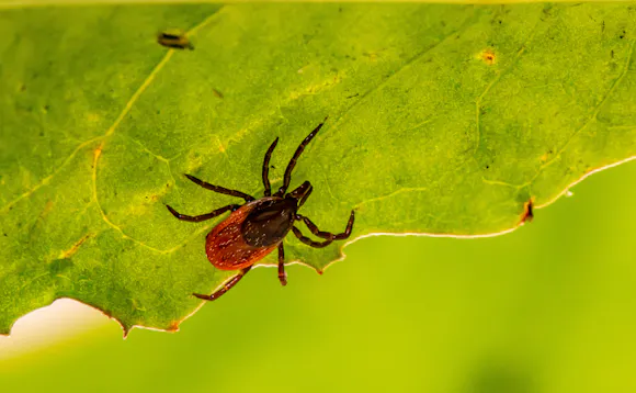 Borrelia Vaksine () Borrelia Vaksine