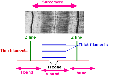 A-Band