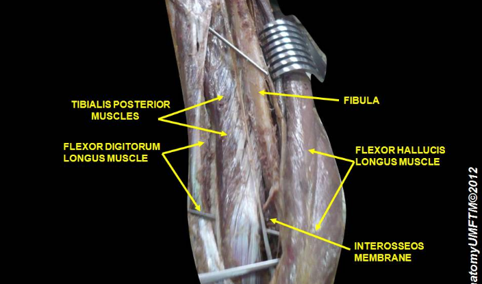 Extensor Hall Longus Extensor Hallucis Longus Cadaver