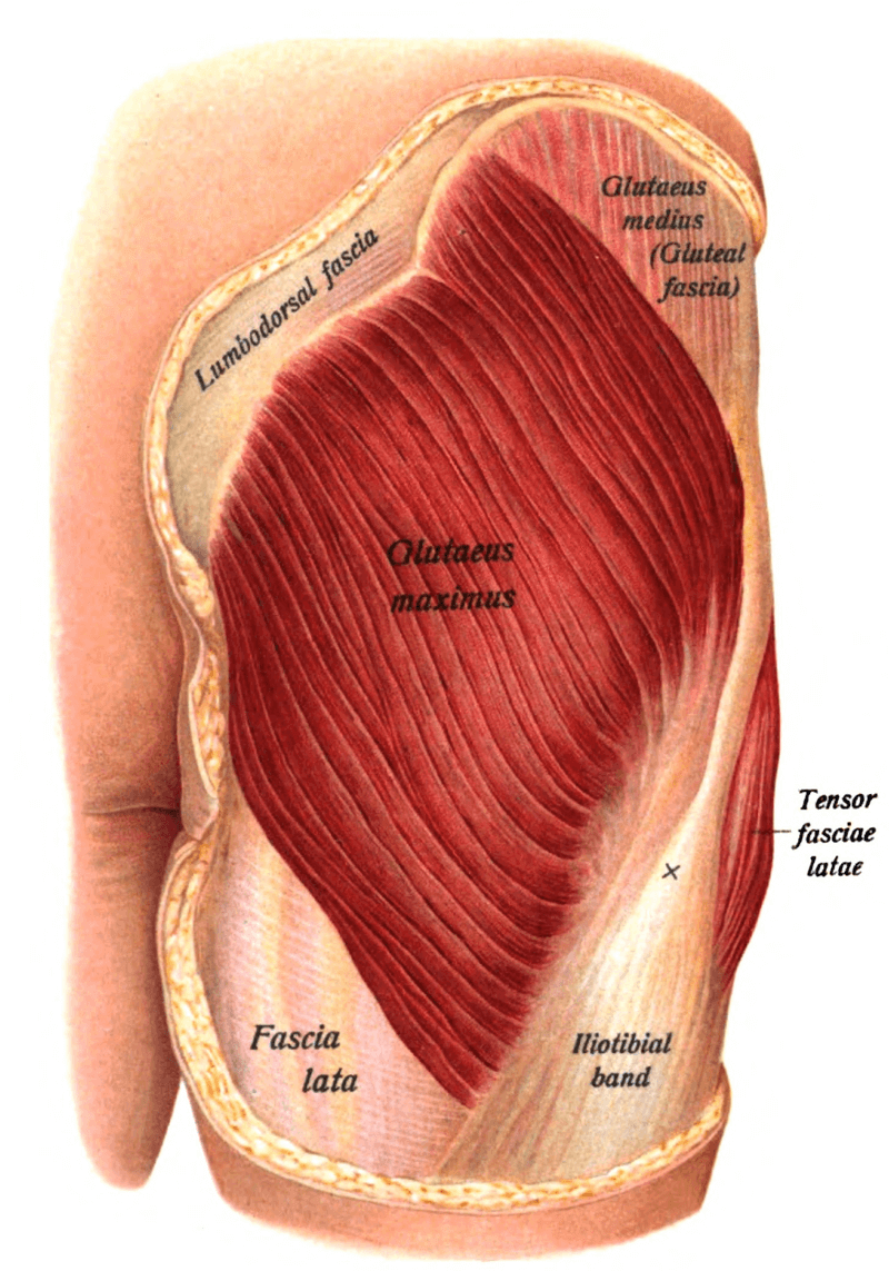 Posterior hip muscles! #ditki #anatomy #grossanatomy #physicaltherapy  #gluteal #usmle #medstudy #medstudent #musculo…