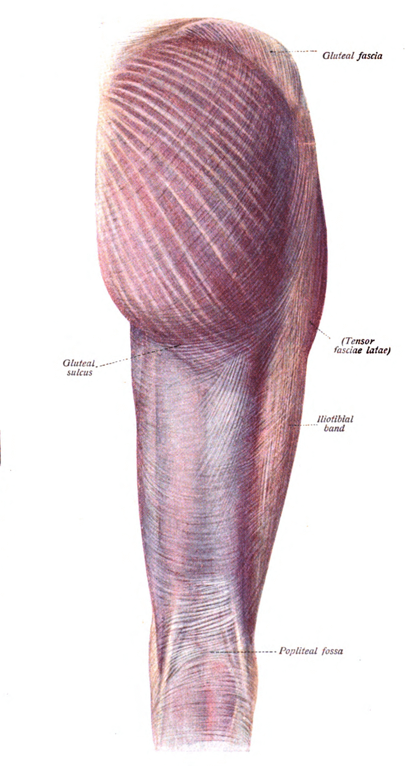 Gluteus Maximus мышца