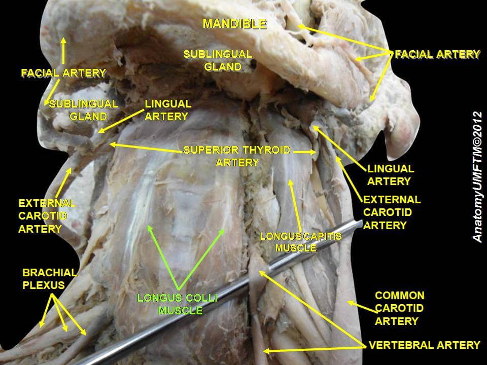 Course - Deep Neck Flexors