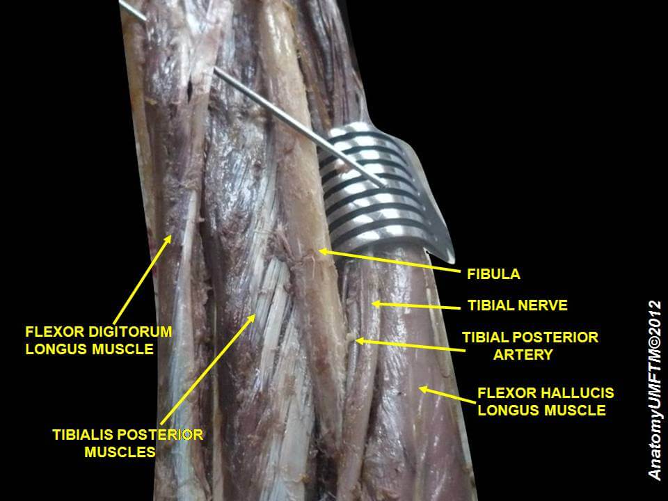 Tibialis Posterior Cadaver