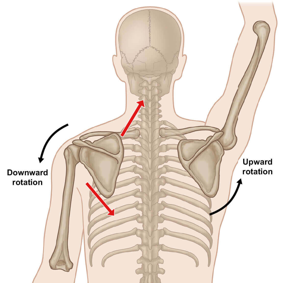 Protraction And Retraction Of Scapula