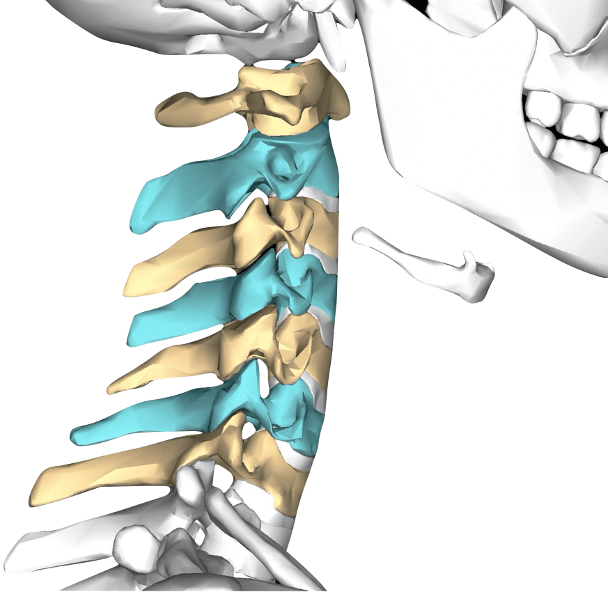 cervical plexus - Draw it to Know it - Neuroanatomy Tutorial 