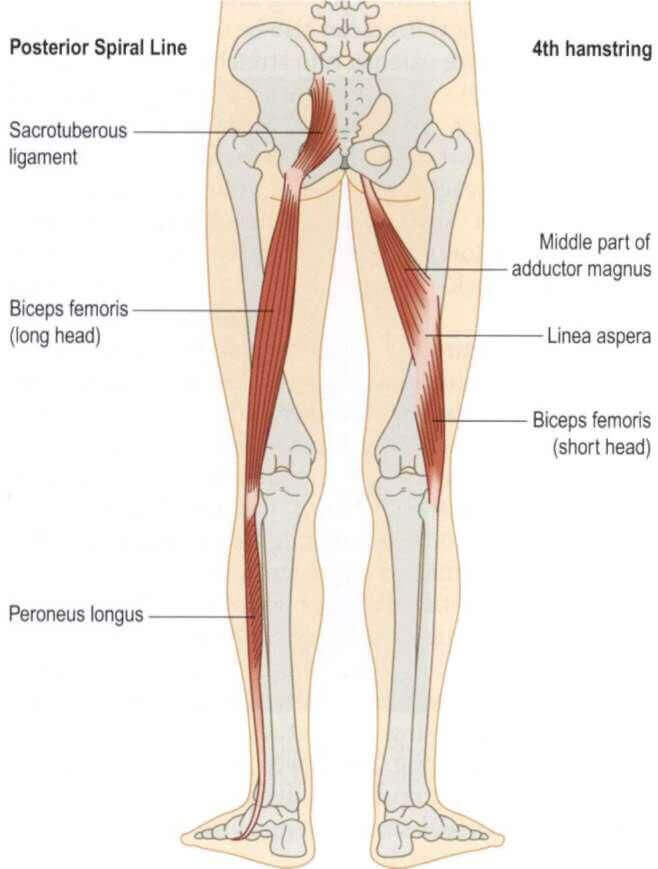 Biceps Femoris Muscle