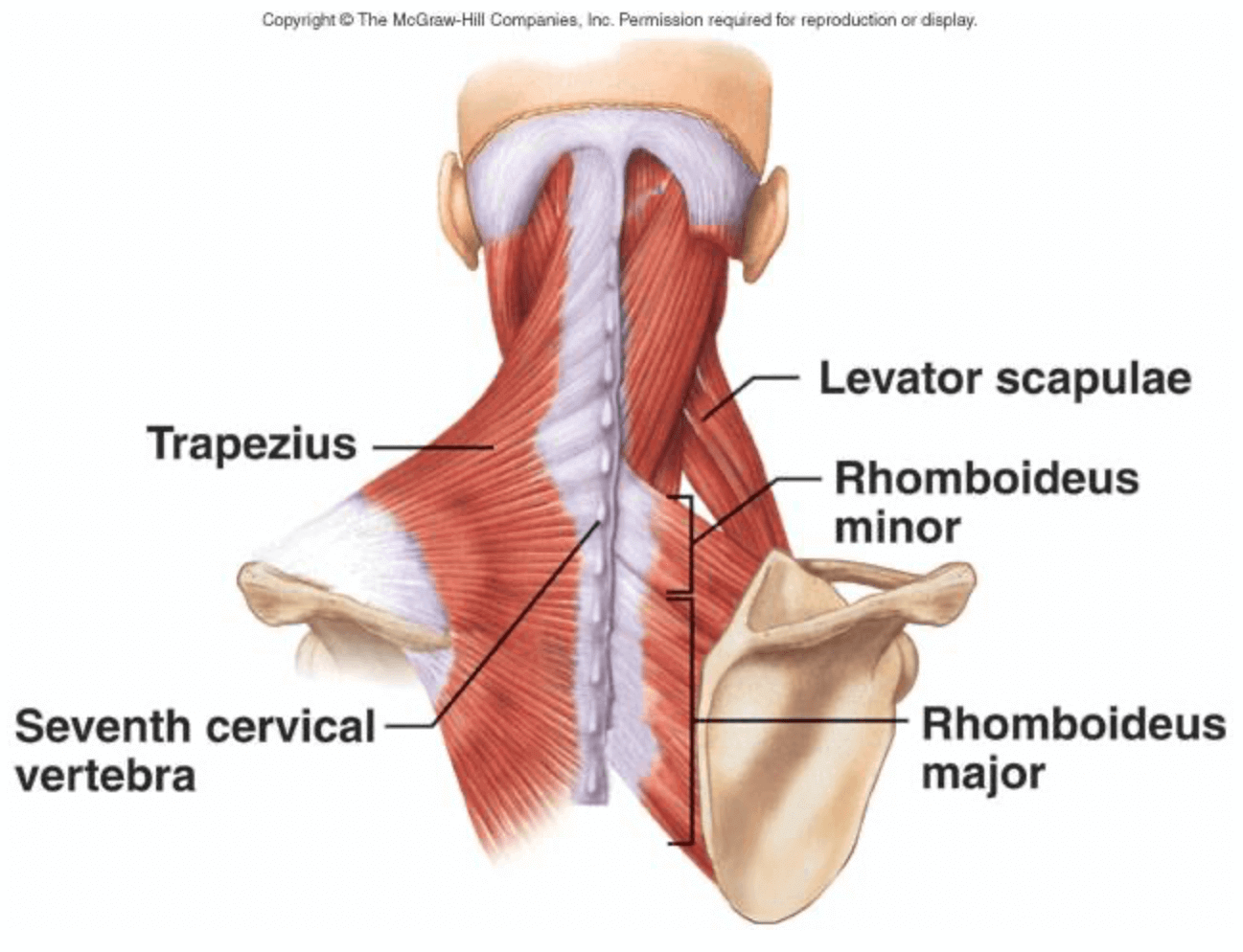 Rhomboid Minor Cadaver