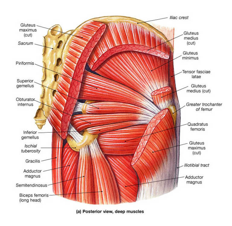 Posterior hip muscles! #ditki #anatomy #grossanatomy #physicaltherapy  #gluteal #usmle #medstudy #medstudent #musculo…