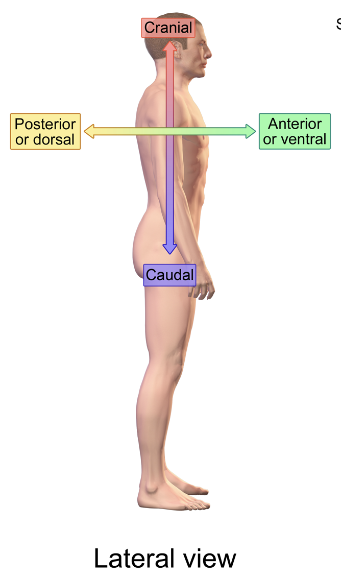 Caudal Brookbush Institute Glossary caudal-brookbush-institute-glossary
