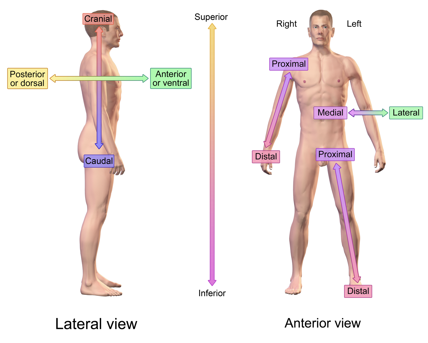 proximal part meaning