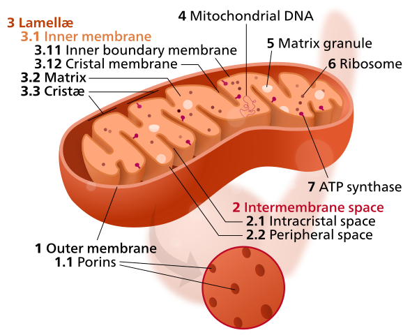 Mitochondria