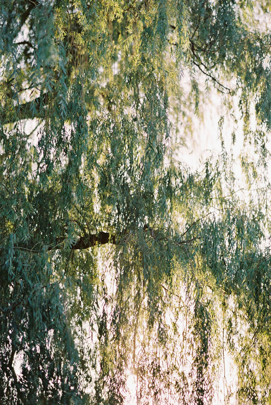 Willow tree photographed, showing the light shining through documenting on film